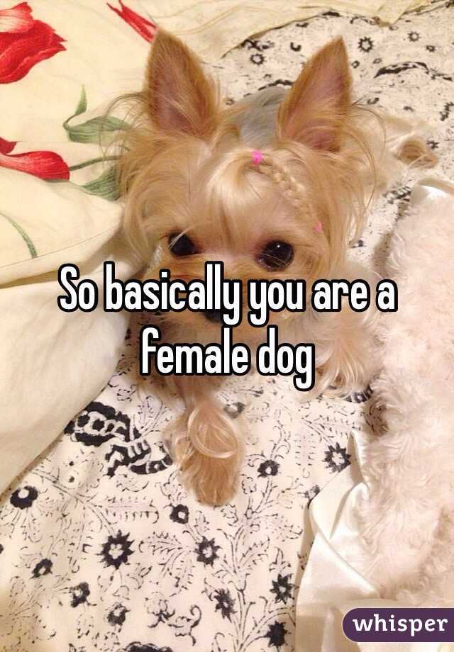 So basically you are a female dog