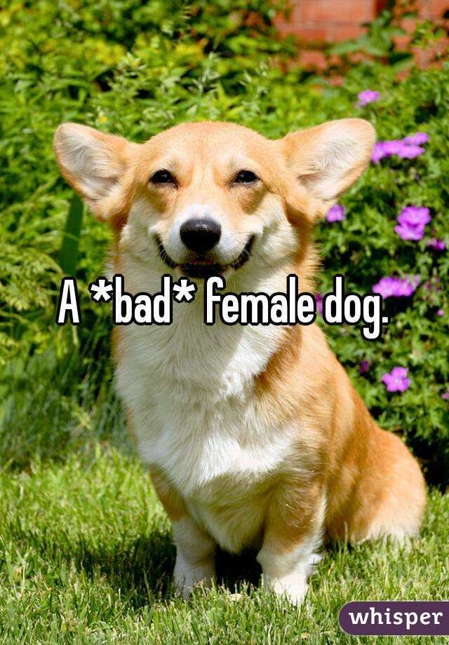 A *bad* female dog.