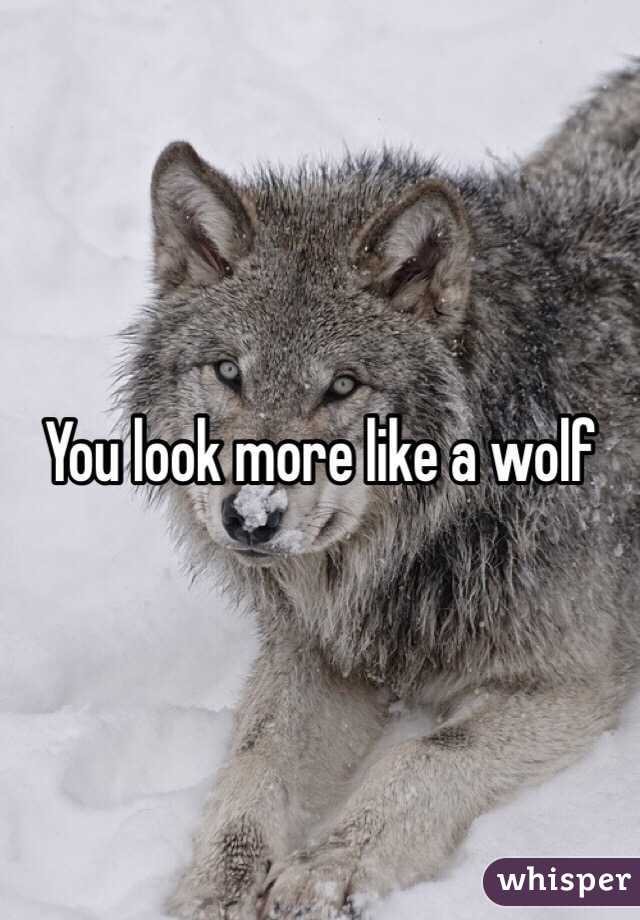 You look more like a wolf