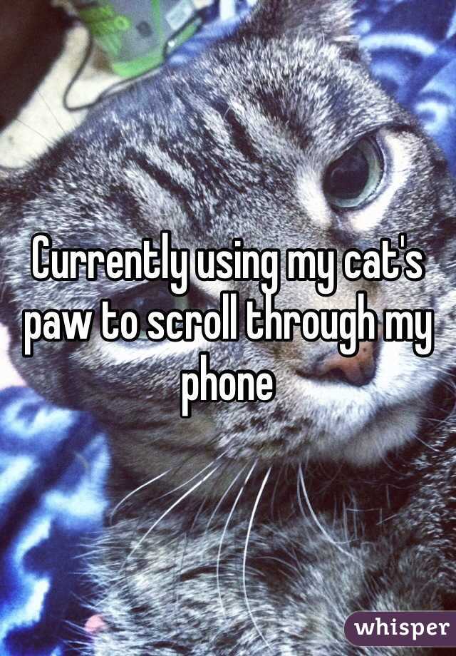 Currently using my cat's paw to scroll through my phone