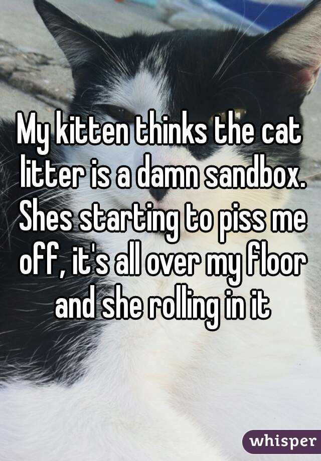 My kitten thinks the cat litter is a damn sandbox. Shes starting to piss me off, it's all over my floor and she rolling in it