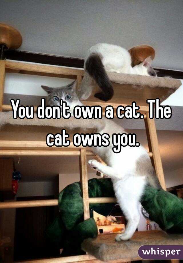 You don't own a cat. The cat owns you.