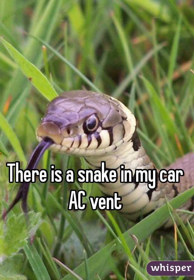 There is a snake in my car AC vent