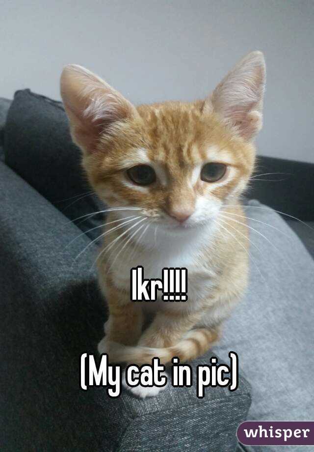 Ikr!!!!

(My cat in pic)