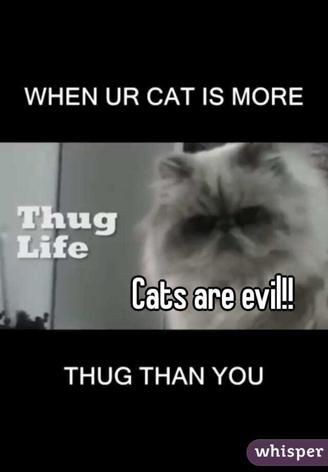 Cats are evil!!