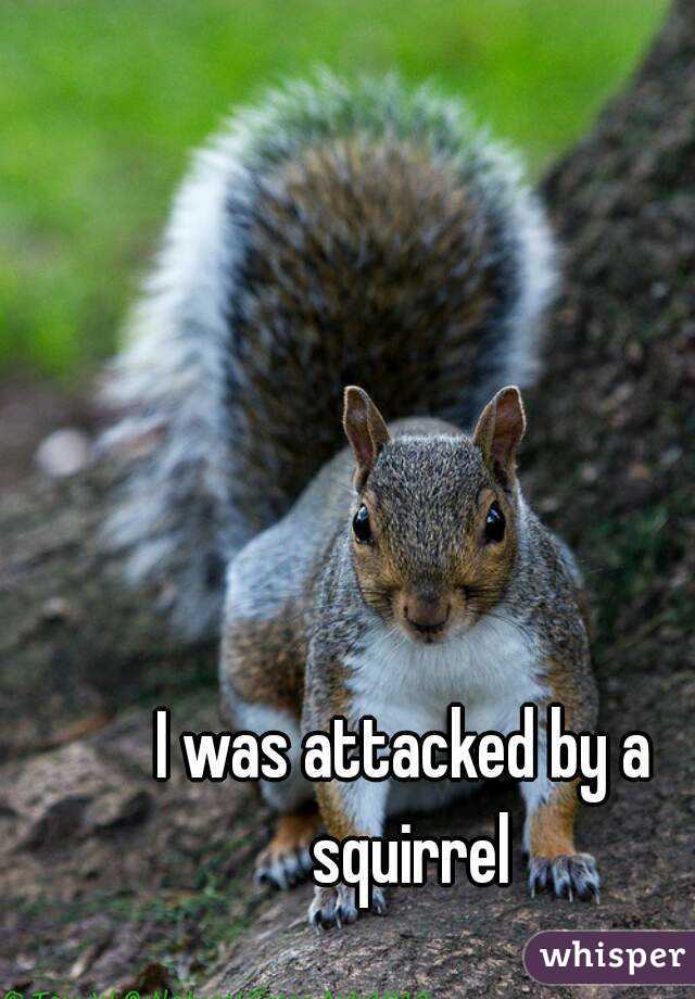 I was attacked by a squirrel