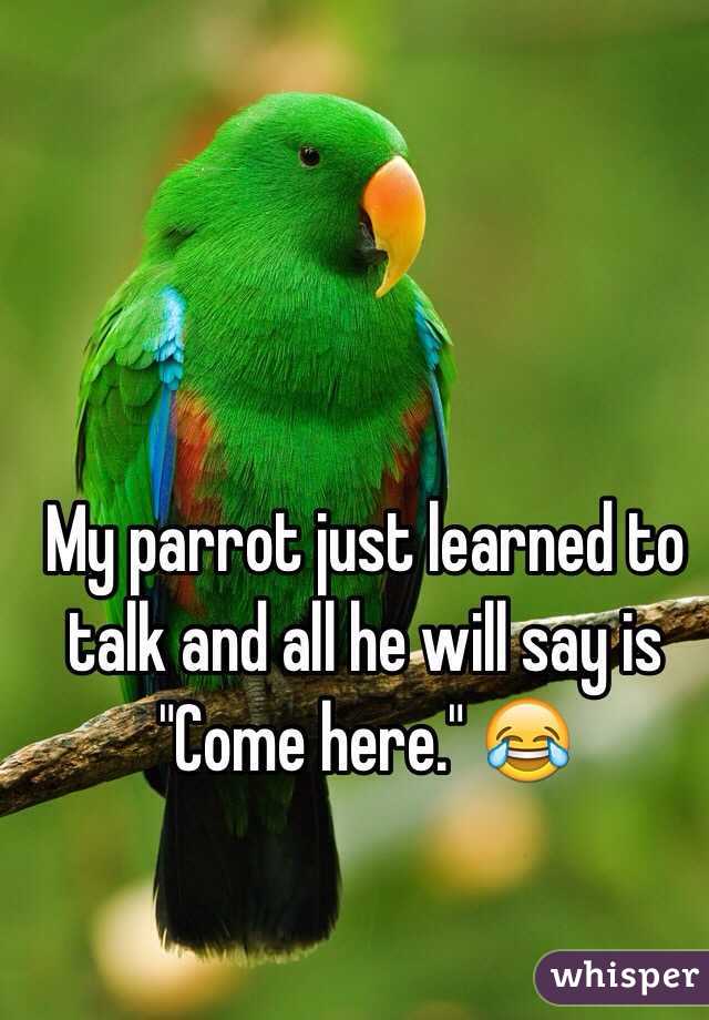 My parrot just learned to talk and all he will say is "Come here." 😂