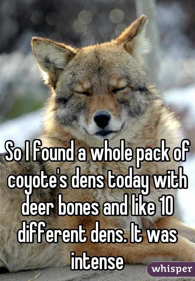 So I found a whole pack of coyote's dens today with deer bones and like 10 different dens. It was intense