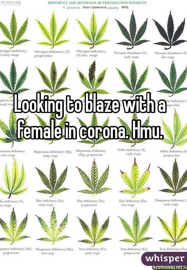 Looking to blaze with a female in corona. Hmu. 