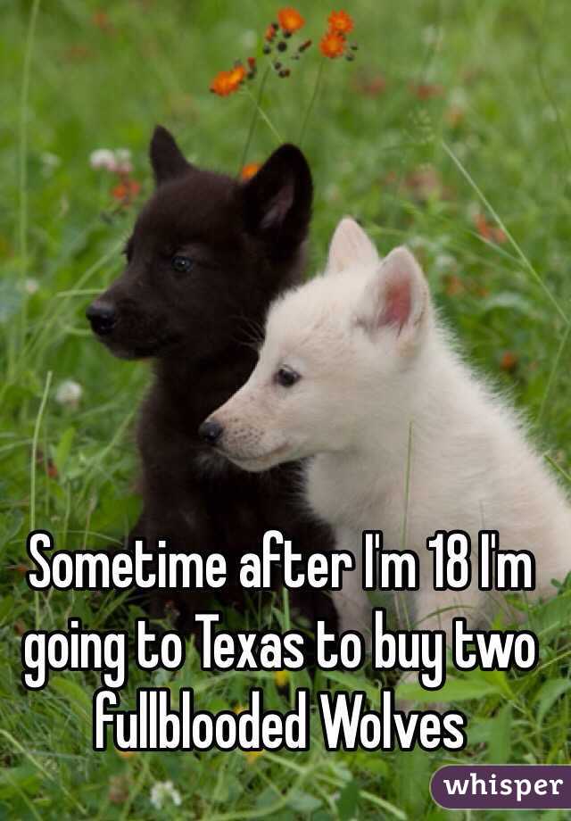 Sometime after I'm 18 I'm going to Texas to buy two fullblooded Wolves 