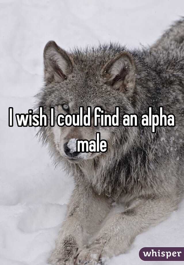 I wish I could find an alpha male 