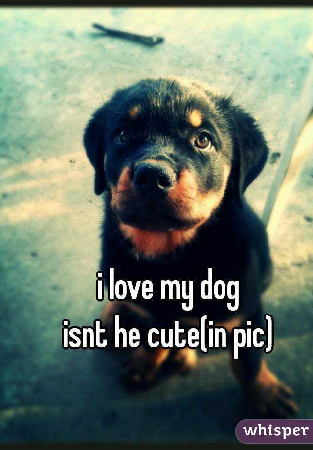 i love my dog
isnt he cute(in pic)