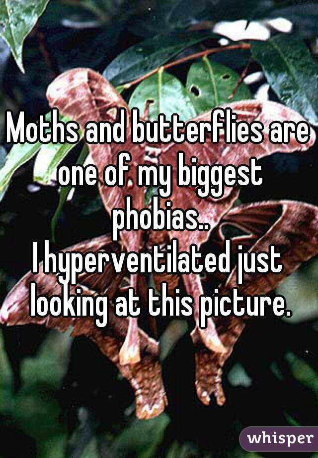 Moths and butterflies are one of my biggest phobias..
I hyperventilated just looking at this picture.