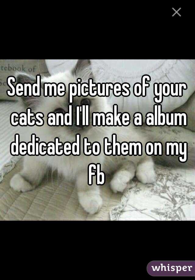 Send me pictures of your cats and I'll make a album dedicated to them on my fb 