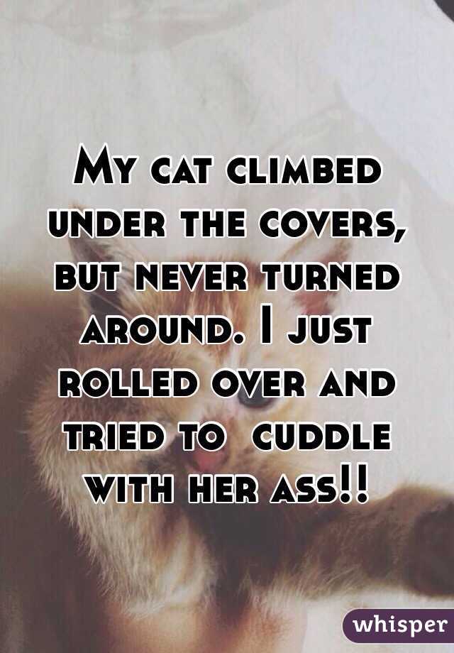 My cat climbed under the covers, but never turned around. I just rolled over and tried to  cuddle with her ass!!