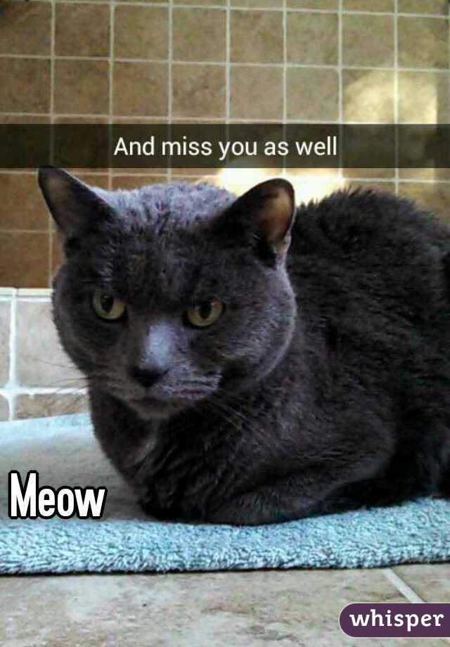 Meow
