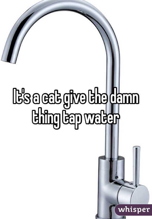 It's a cat give the damn thing tap water