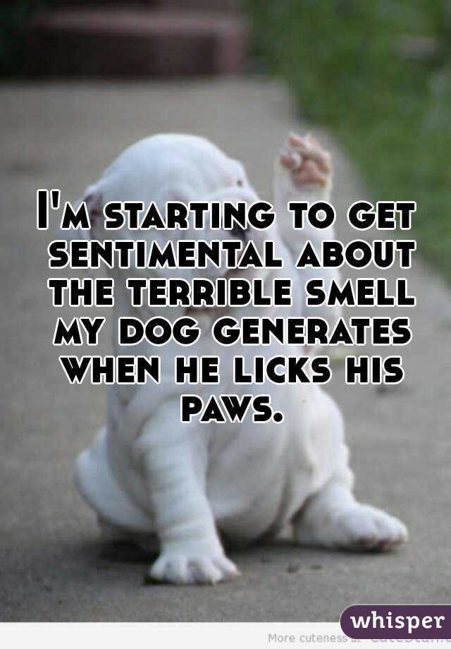 I'm starting to get sentimental about the terrible smell my dog generates when he licks his paws.