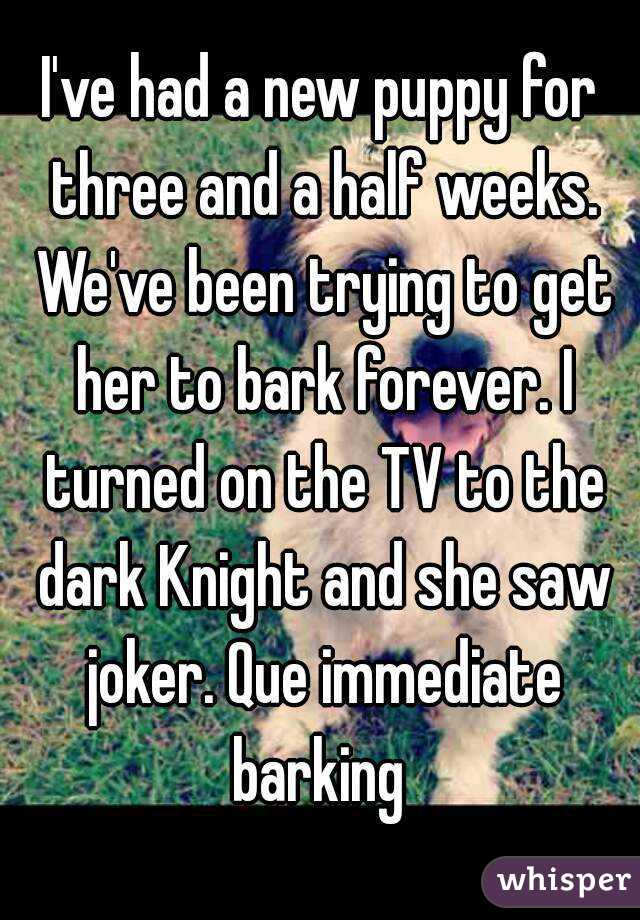 I've had a new puppy for three and a half weeks. We've been trying to get her to bark forever. I turned on the TV to the dark Knight and she saw joker. Que immediate barking 