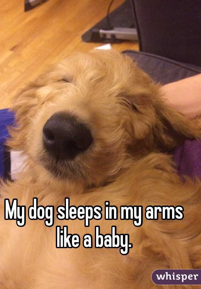 My dog sleeps in my arms like a baby. 