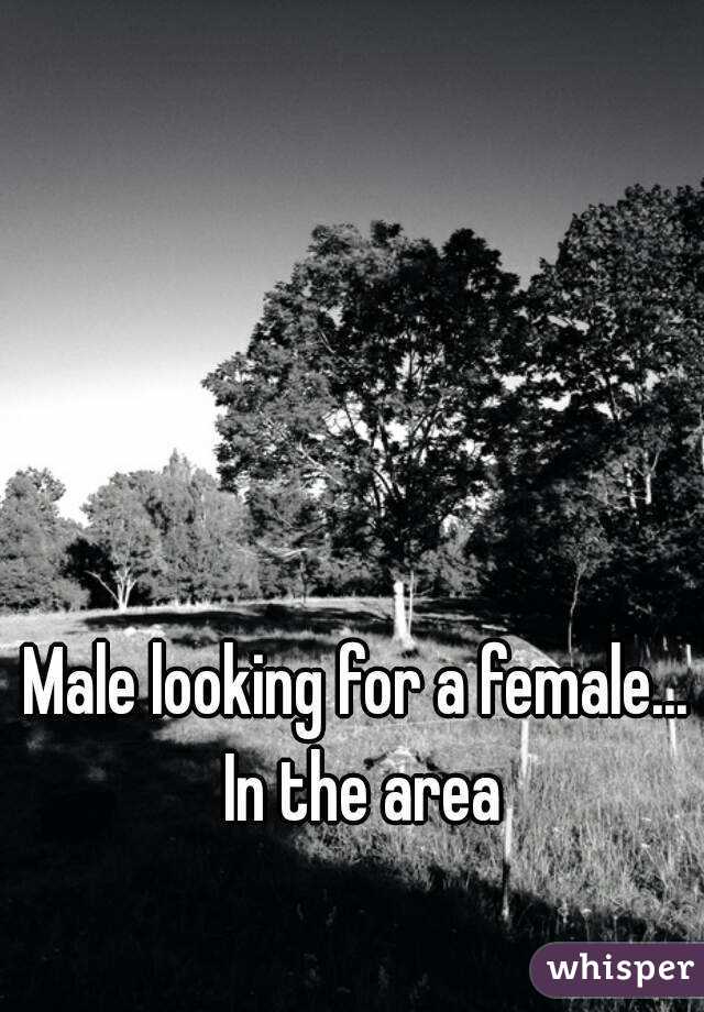 Male looking for a female... In the area