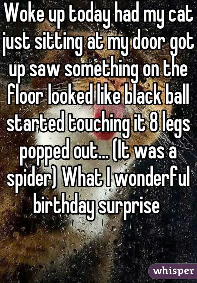 Woke up today had my cat just sitting at my door got up saw something on the floor looked like black ball started touching it 8 legs popped out... (It was a spider) What I wonderful birthday surprise 