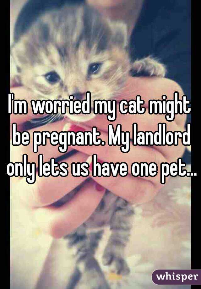 I'm worried my cat might be pregnant. My landlord only lets us have one pet...