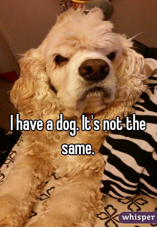 I have a dog. It's not the same. 