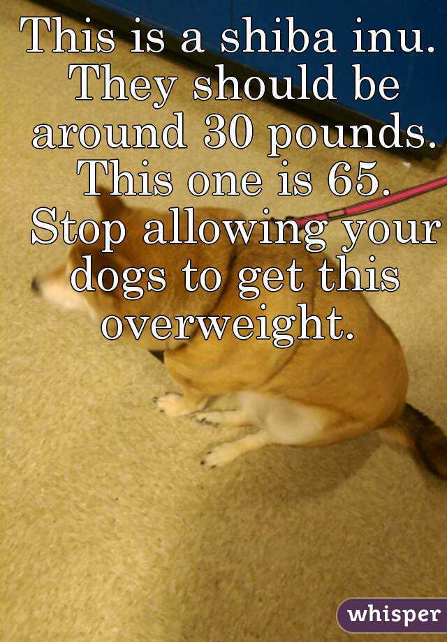 This is a shiba inu. They should be around 30 pounds. This one is 65. Stop allowing your dogs to get this overweight. 