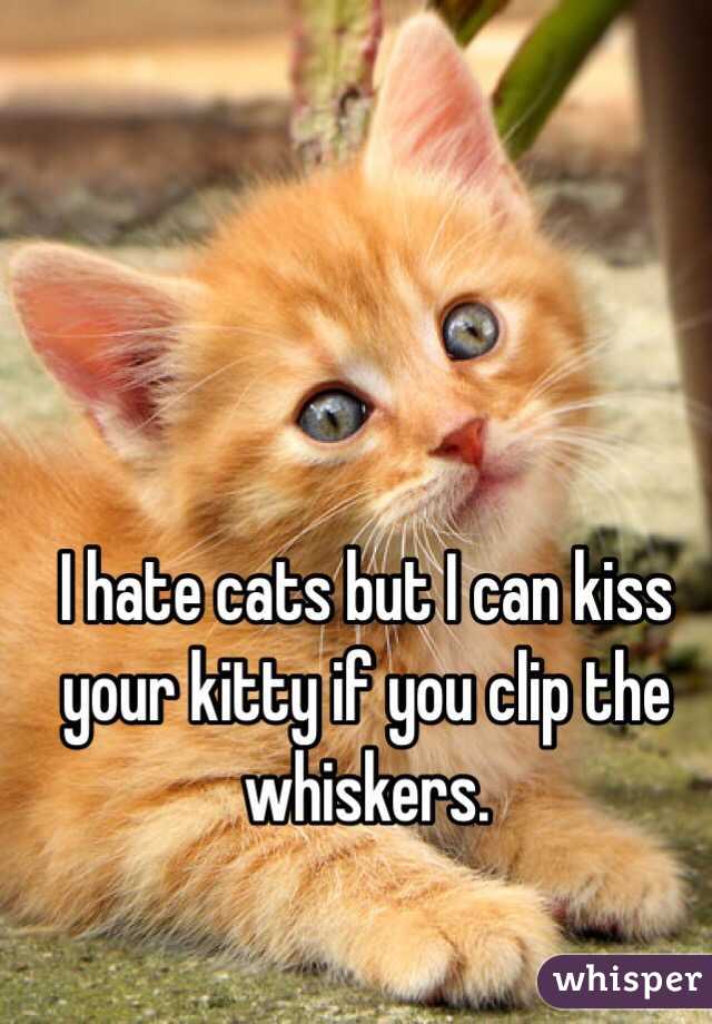 I hate cats but I can kiss your kitty if you clip the whiskers.