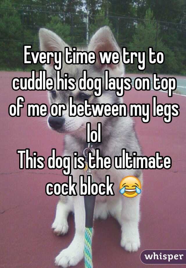 Every time we try to cuddle his dog lays on top of me or between my legs lol 
This dog is the ultimate cock block 😂