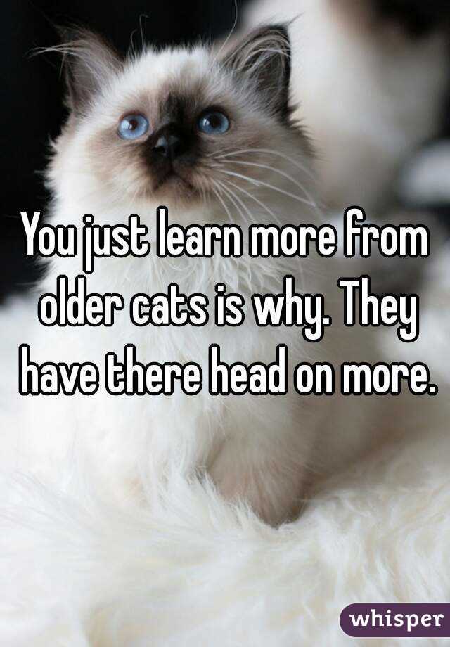 You just learn more from older cats is why. They have there head on more.
