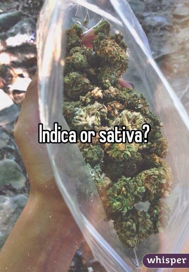 Indica or sativa?