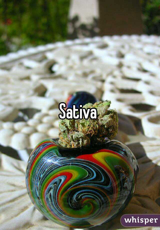 Sativa 