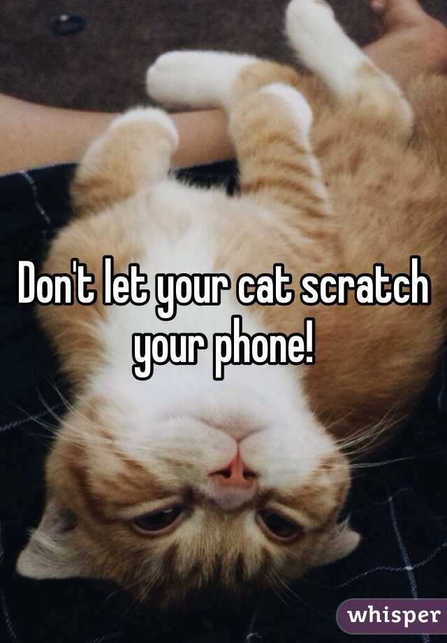 Don't let your cat scratch your phone!