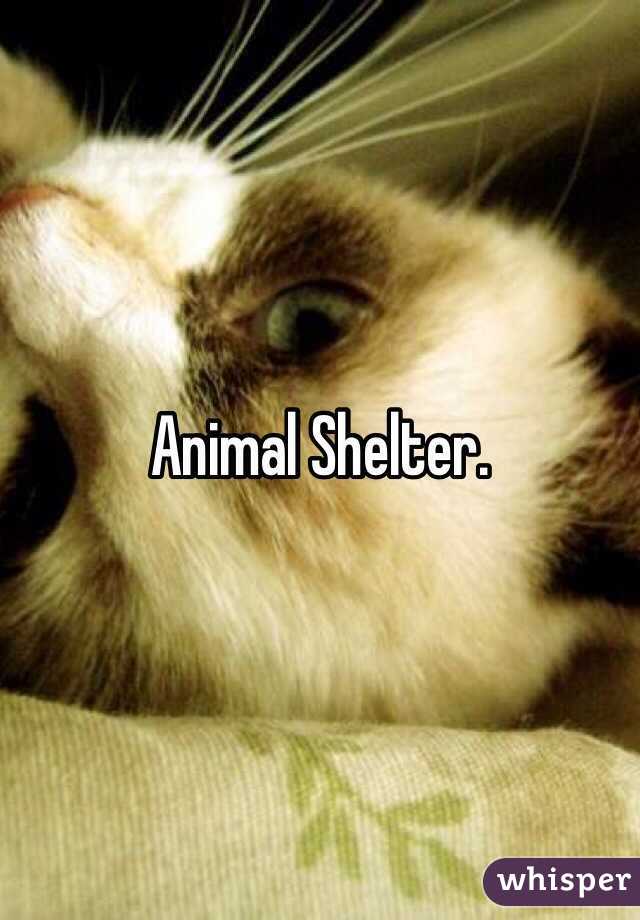 Animal Shelter.