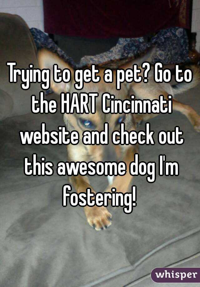 Trying to get a pet? Go to the HART Cincinnati website and check out this awesome dog I'm fostering! 