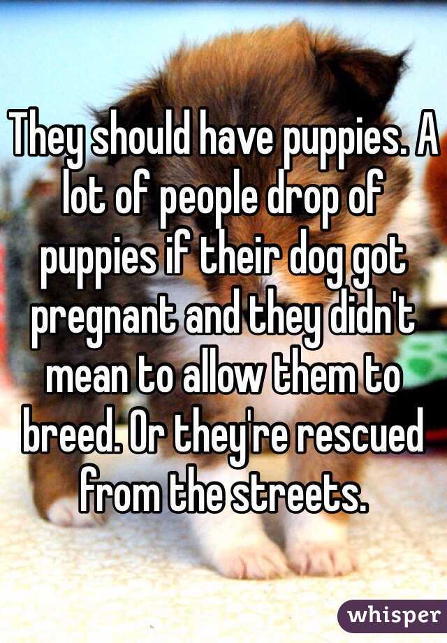 They should have puppies. A lot of people drop of puppies if their dog got pregnant and they didn't mean to allow them to breed. Or they're rescued from the streets. 