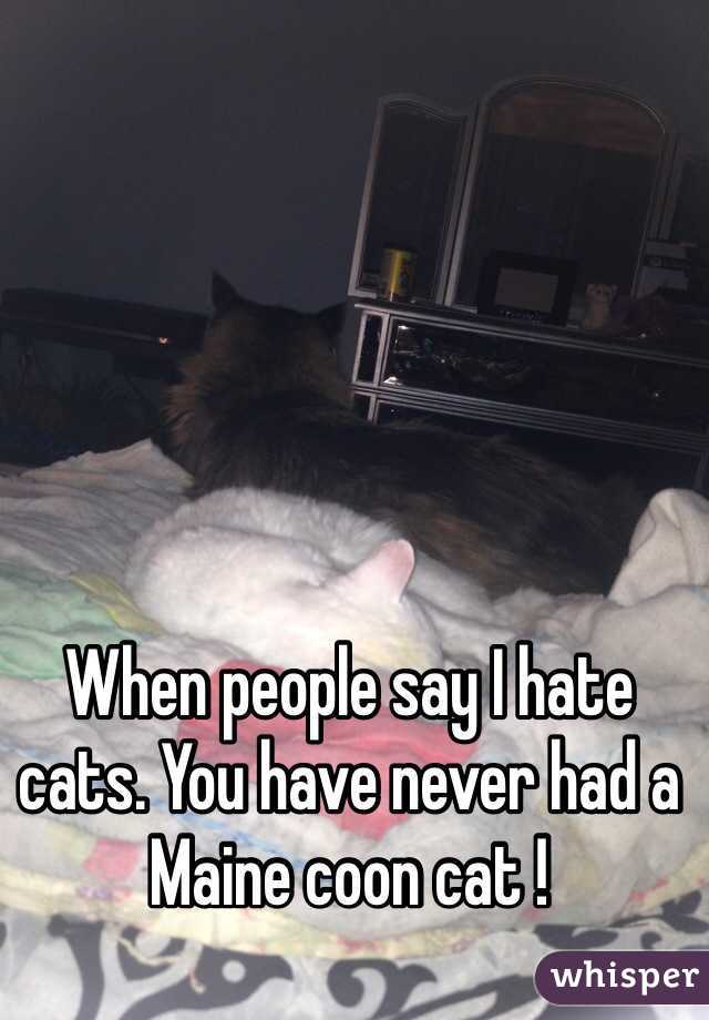 When people say I hate cats. You have never had a Maine coon cat !