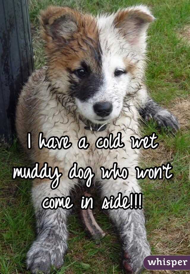 I have a cold wet muddy dog who won't come in side!!! 