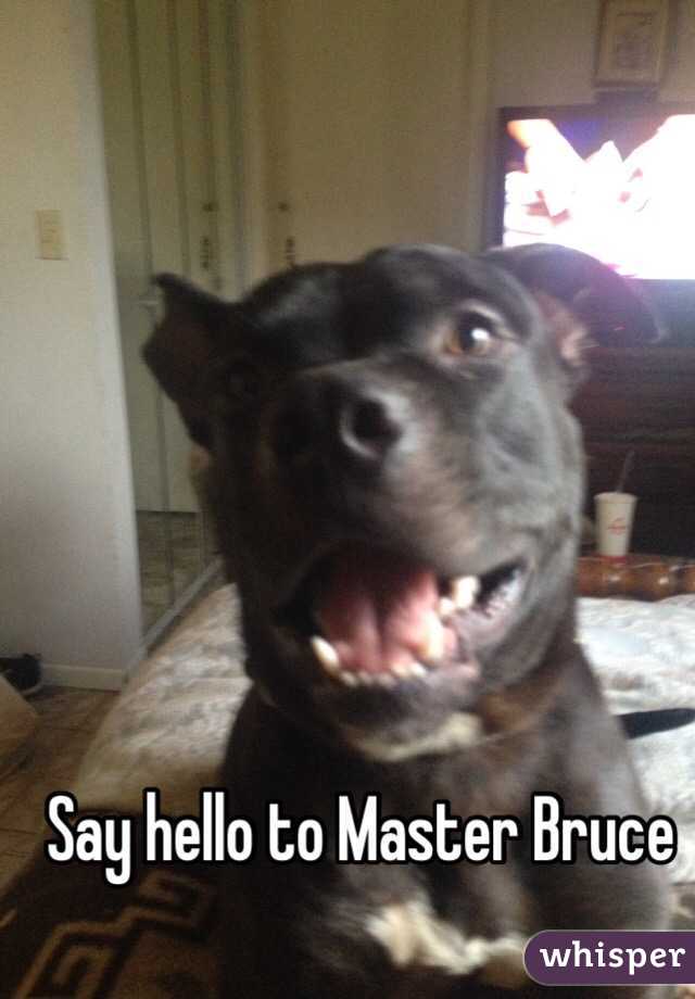 Say hello to Master Bruce 