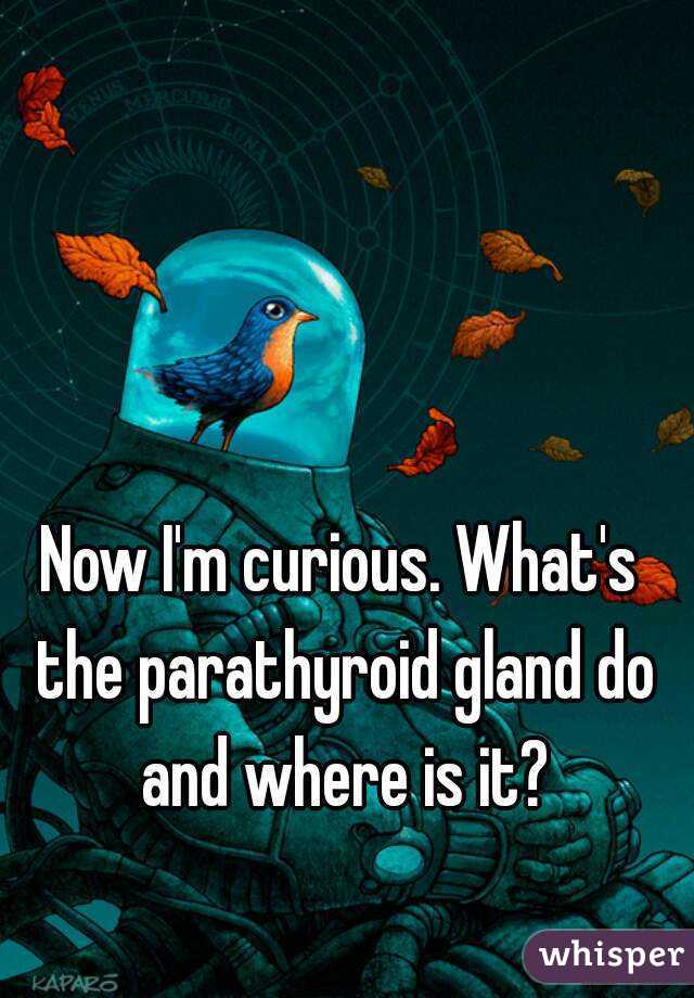 Now I'm curious. What's the parathyroid gland do and where is it?