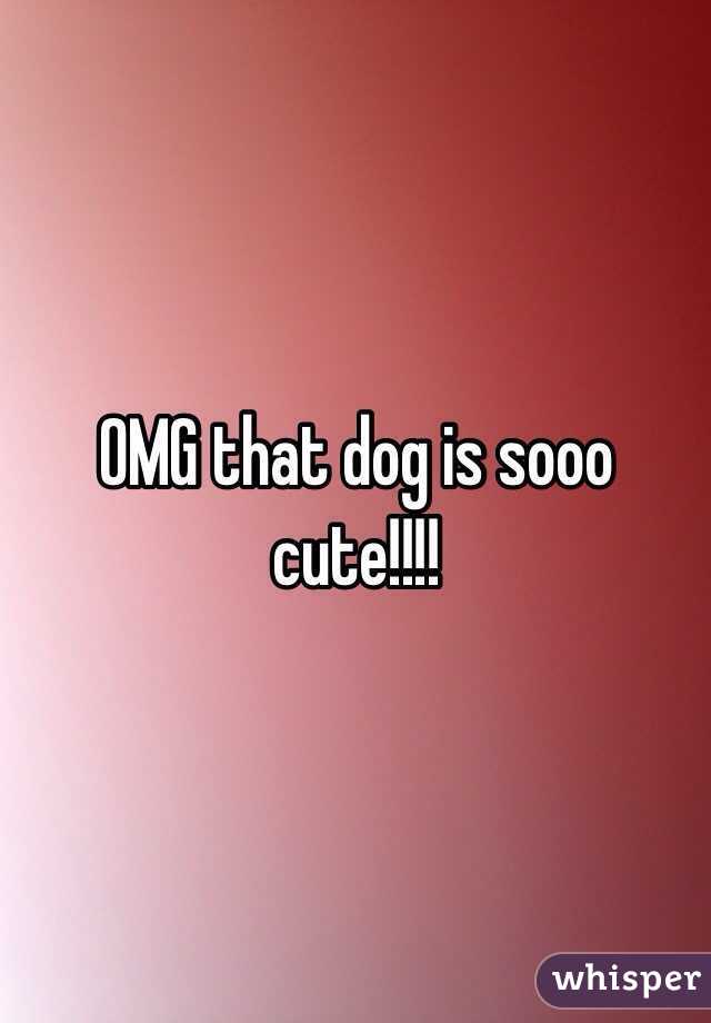 OMG that dog is sooo cute!!!!