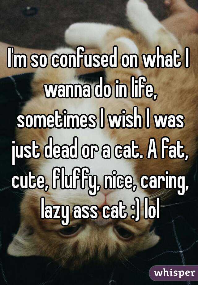 I'm so confused on what I wanna do in life, sometimes I wish I was just dead or a cat. A fat, cute, fluffy, nice, caring, lazy ass cat :) lol