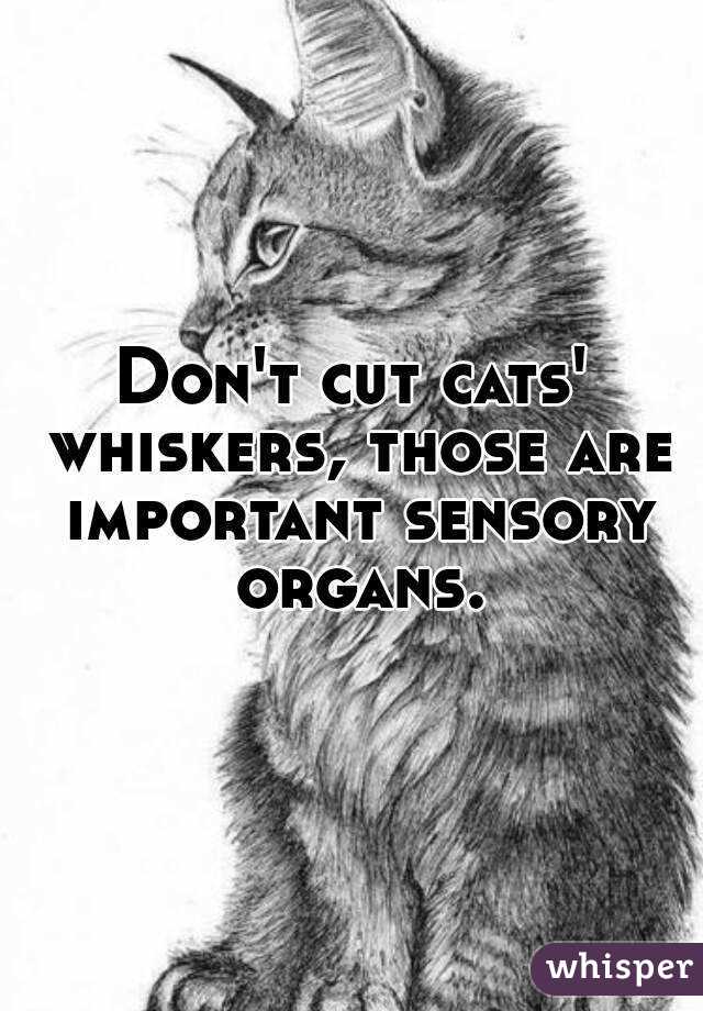 Don't cut cats' whiskers, those are important sensory organs.