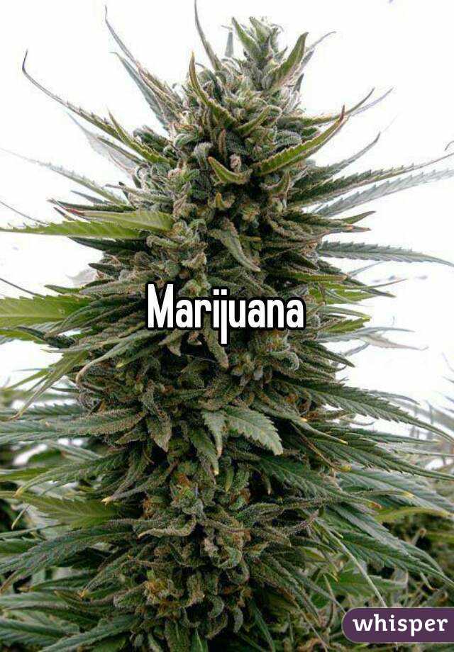 Marijuana