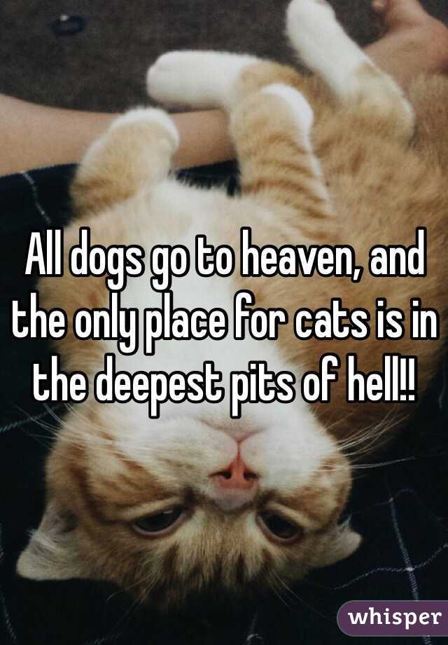 All dogs go to heaven, and the only place for cats is in the deepest pits of hell!!