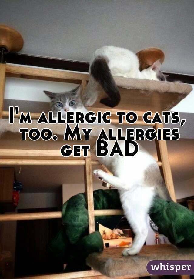 I'm allergic to cats, too. My allergies get BAD