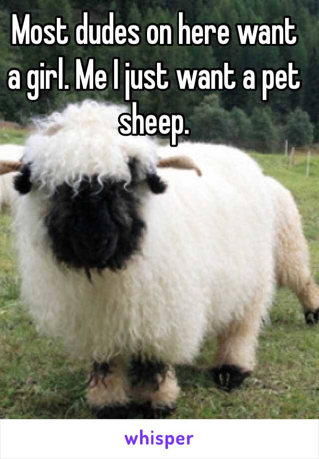 Most dudes on here want a girl. Me I just want a pet sheep. 