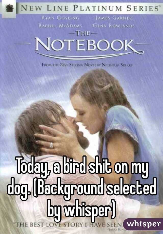 Today, a bird shit on my dog. (Background selected by whisper) 